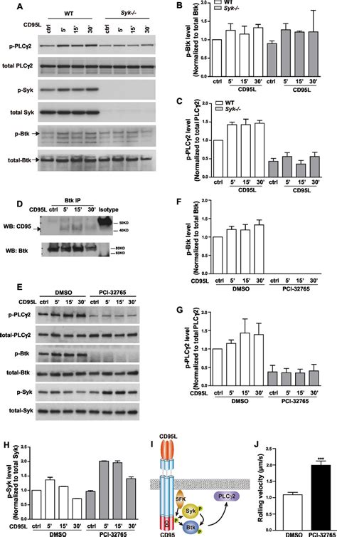 Endothelial Cell Derived Cd95 Ligand Serves As A Chemokine In Induction