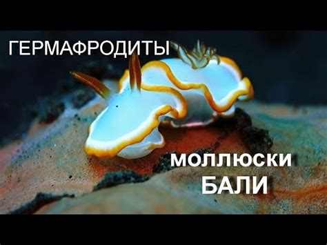 КРАСИВЕЙШИЕ ГЕРМАФРОДИТЫ....голожаберные моллюски - опасны и прекрасны ...