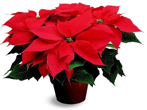 Christmas Plant Sale - NFSB Continuing Education