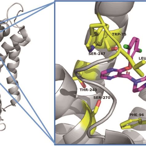 The Binding Mode Of Compounds 18k In The Active Site Of TGR5 PDB ID