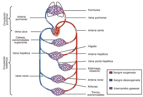 Fisiología Del Aparato Respiratorio El Rincón De Enfermería