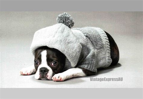 Dog Coat With Hood Knitting Pattern in English Dogs Sweater DK 8 Ply 6 ...