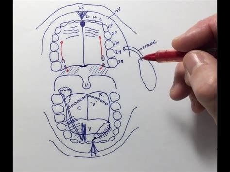 Inspirar Oceano Sextante Anatomia De La Cavidad Oral Fracaso Reportero