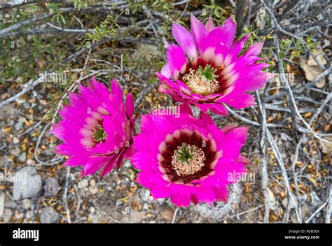 Strawberry Hedgehog Cactus Echinocereus Engelmannii In Bloom