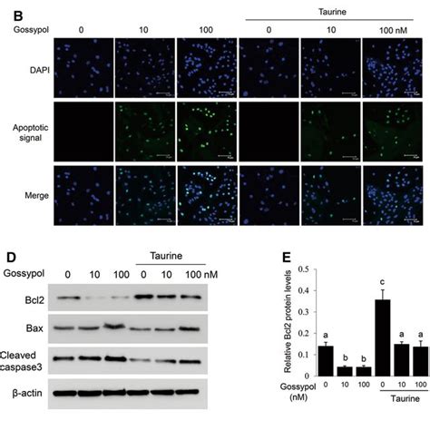 Effects Of Taurine On Apoptosis Of Cells Treated With Gossypol A C2c12