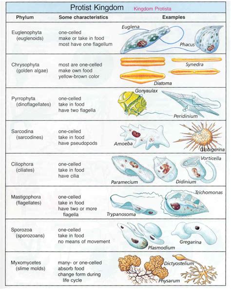 Topic 5 Protists Mrs Vélez science class