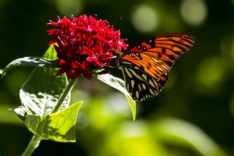 Gulf Fritillary The Florida Botanical Gardens Yuliia Kriuchkova