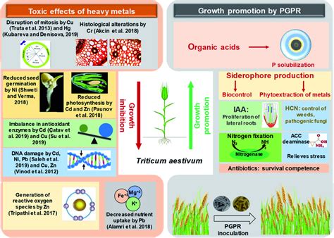 A Schematic Representation Depicting The Toxicity Of Heavy Metals To