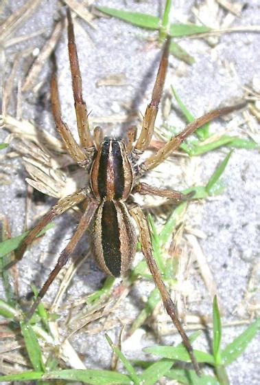 Rabidosa Punctulata Bugguidenet