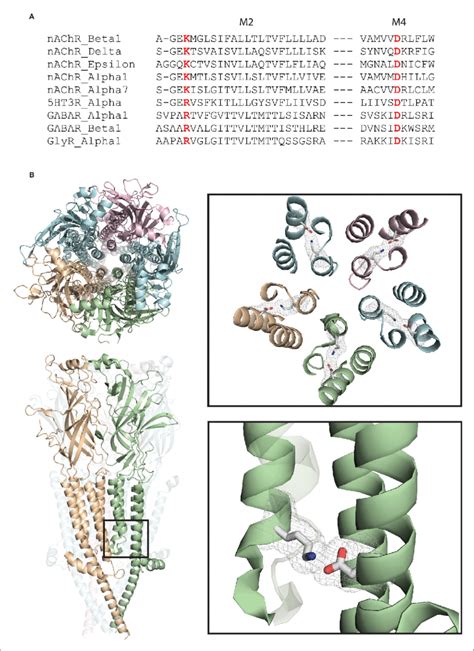 A Conserved Intra Subunit Salt Bridge Links Pore Lining And Peripheral