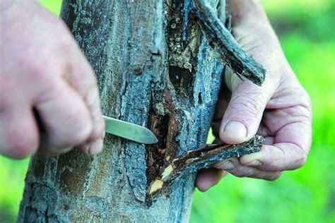 Comment Liminer Les Xylophages Qui Attaquent Les Arbres Fruitiers