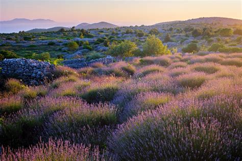 Lavender Field on Hvar Island at Sunset Stock Image - Image of flower, field: 225060355