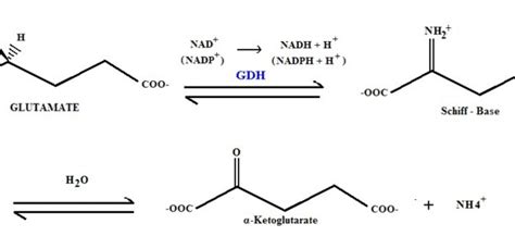 What is the Difference Between Oxidative and Nonoxidative Deamination ...