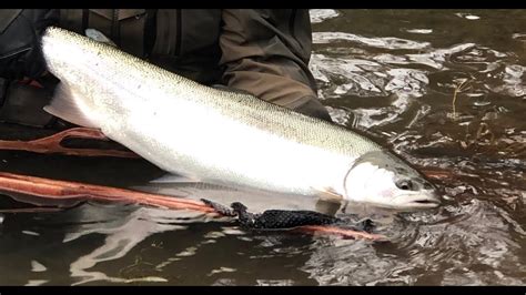 Relentless Winter Steelhead Heat Wave2019 Youtube