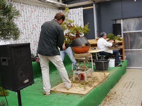 Bonsai Das Sch Nste Hobby Der Welt Bonsai Ausstellung In Ascheberg