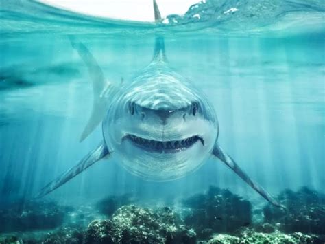 Great White Shark: Is This Animal Endangered?