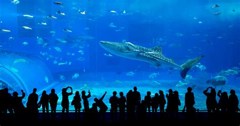 Aquarium de Lyon tarifs horaires espèces à savoir sur cet