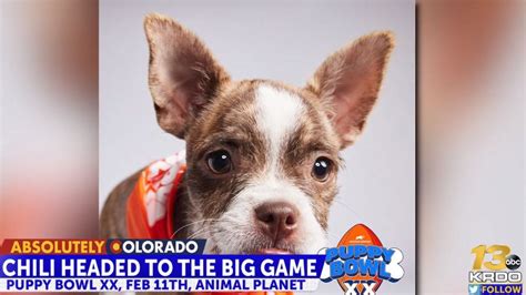 Dog who once called HSPPR home is representing Colorado in Puppy Bowl ...