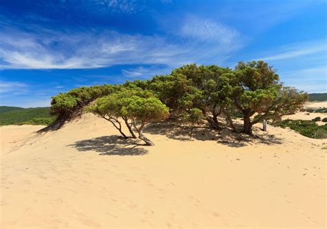 L Importanza Vitale Delle Dune Per Combattere Il Fenomeno Dell Erosione