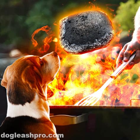 Can I Give My Dog Activated Charcoal