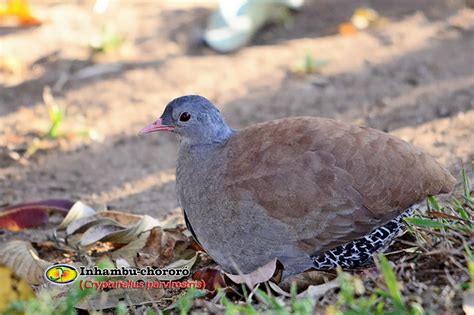 Zoologia Inhambu chororó Crypturellus parvirostris