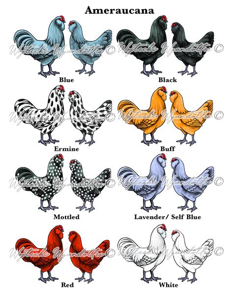 Ameraucana Varieties By Wyandottequeen On Deviantart