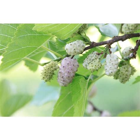 Morus Alba White Mulberry Palma Verde Exoten V O F