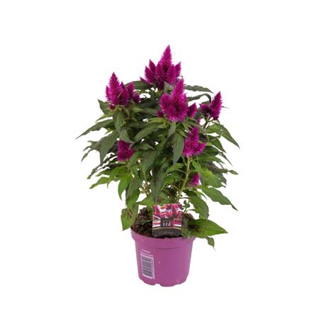 Federbusch Celosia Hybriden Deep Purple Blüte violett einfach