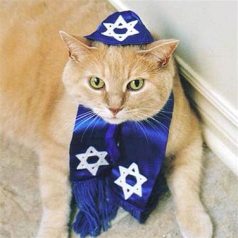 Jew Cat