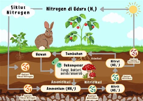 Siklus Nitrogen Siklus Karbon Ilmu Pengetahuan Alam Ekosistem