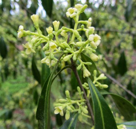 Using Georgia Native Plants: Georgia's Coastal Plain Ecoregion