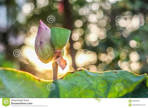 Water Lily During Sunset Stock Image Image Of Relax 82923959