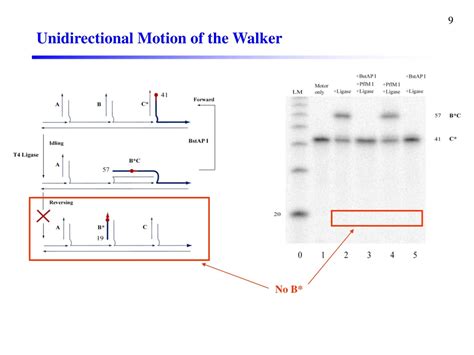 Ppt A Unidirectional Dna Walker Moving Autonomously Along A Track