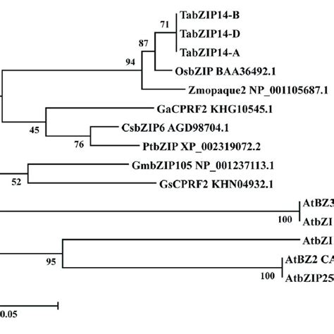 Phylogenetic Relationships Of Selected Group C BZIP Proteins And The