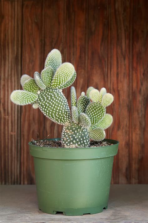 Succulents Un Thirsty Plants For A Dry Time Of Year — Flora Grubb Gardens