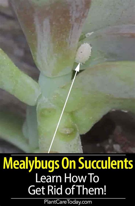 How To Get Rid of Mealybugs On Succulents [GUIDE]