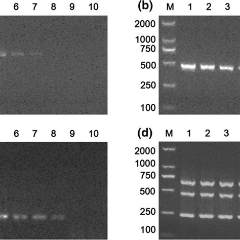 Specificity Of Multiplex PCR For The Detection Of Positive And Negative