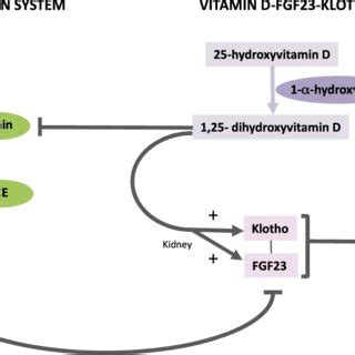 KLOTHO, fibroblast growth factor 23 (FGF23), vitamin D, and ...