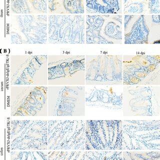 Immunohistochemical Analysis Of Siga In Intestinal Mucosa A B The