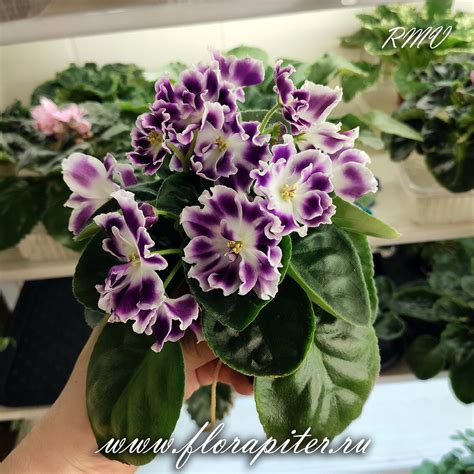 Черничный Десерт (Морев) 2017 - FloraPiter.Ru коллекционные ФИАЛКИ из ...