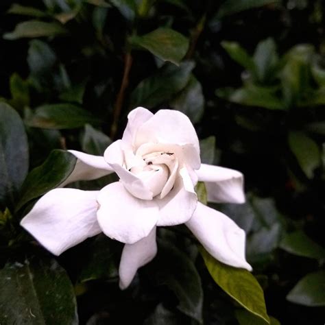 Gardenia Flower Wallpapers 4k Hd Gardenia Flower Backgrounds On