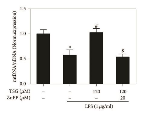 Tsg Restored Mitochondrial Function In Lps Treated Raw2647 Cells Via