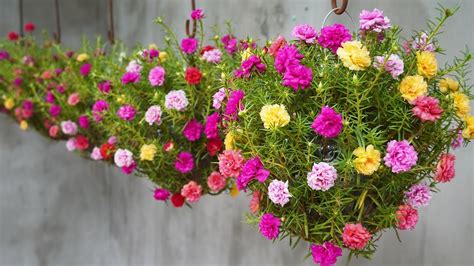 Portulaca Hanging Basket