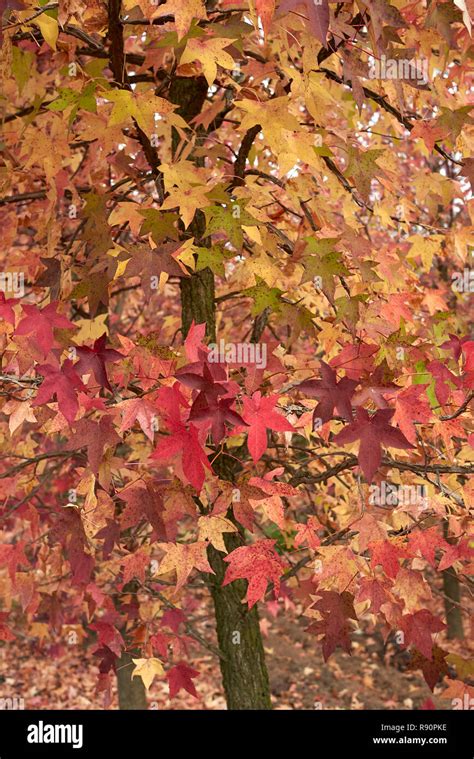 Liquidambar Styraciflua Sweet Gum Fotos Und Bildmaterial In Hoher