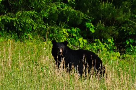 Cades Cove Campground, Great Smoky Mountains NP: The Ultimate Guide!