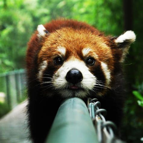 Red Panda