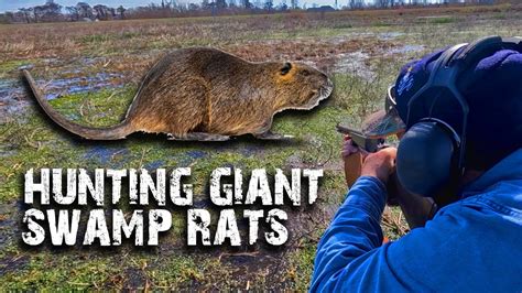 Giant SWAMP RATS Destroy 100 000 Acres Of Wetlands Annually YouTube