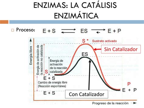 Ppt Tema Biocatalizadores Enzimas Powerpoint Presentation Free