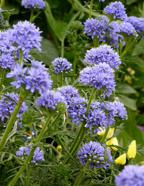 Gilia 0 4 G Seminte Planta Ornamentala Anuala Gilia Capitata Flori