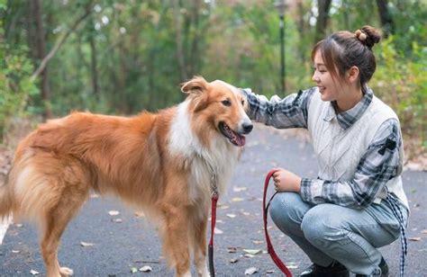 狗死后的七天主人要注意什么事项 狗狗离世怎样处理后事 皮特宠物博客 宠物知识百科